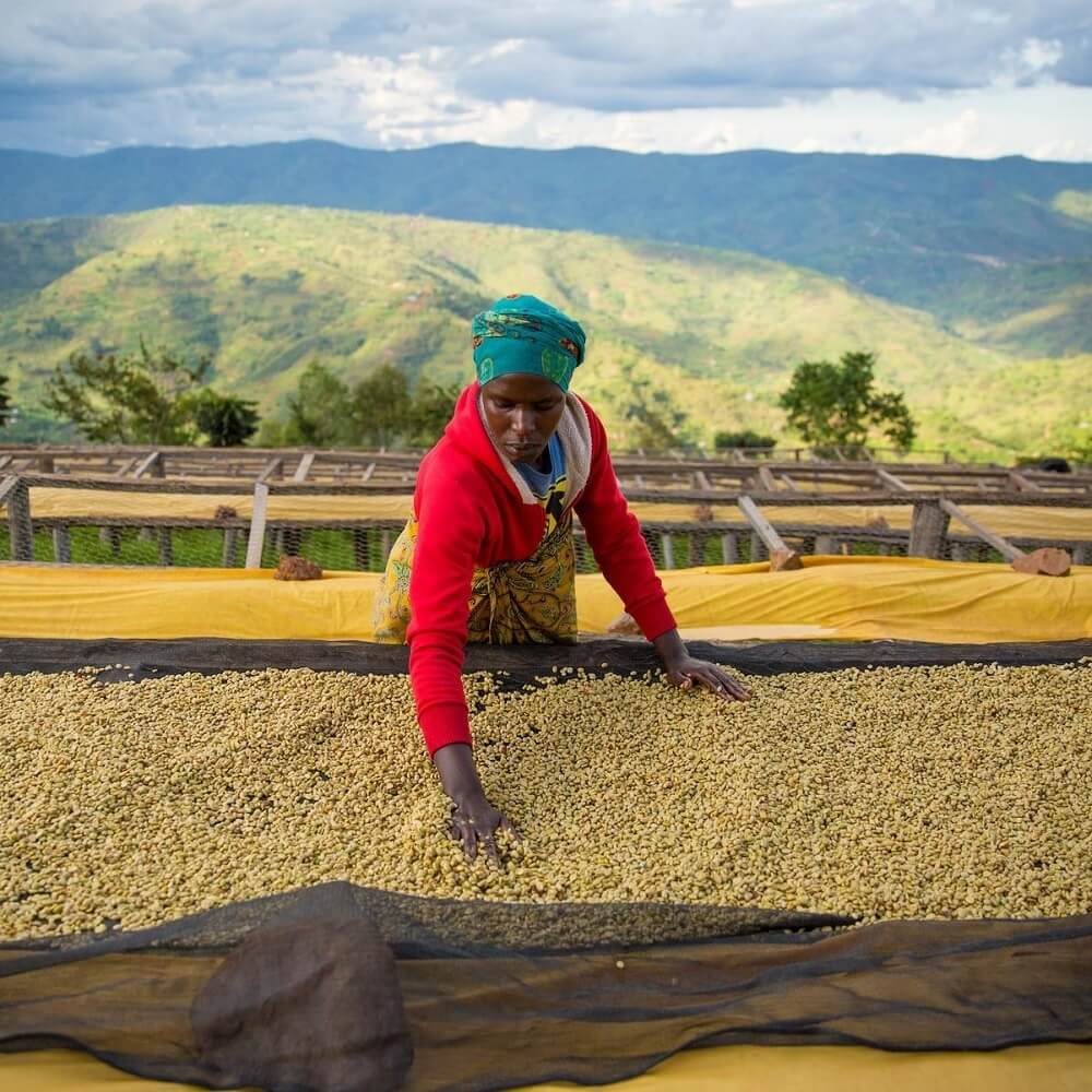 Rwanda Gihanga: Amit a népirtás szétszakított, azt a kávé összehozta