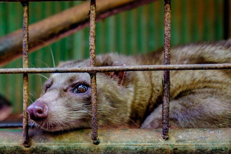 cibetkávé-kopi-luwak