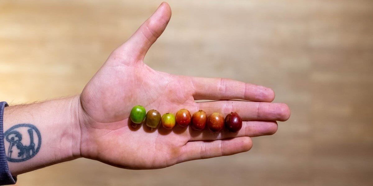 A kávé ízéért felelős tényezők