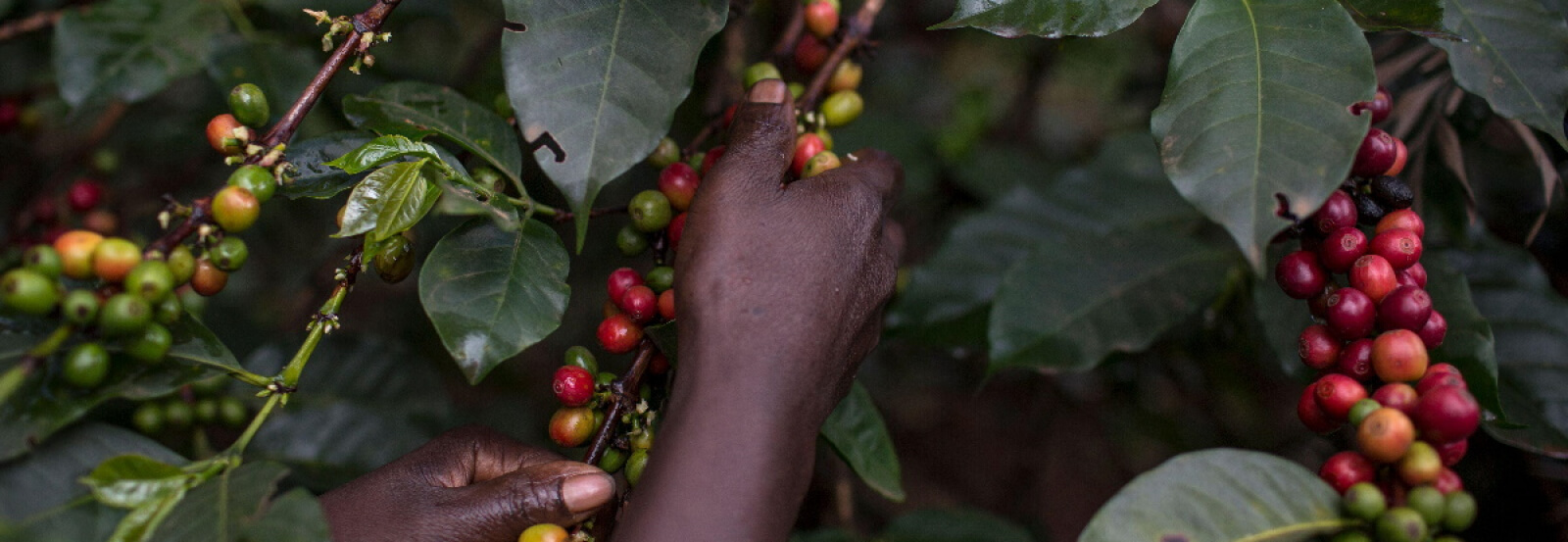 A népszerű kenyai kávéfajták megfigyelése: SL-28 és SL-34