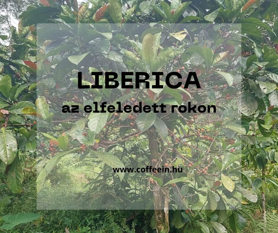 Liberica excelsa – az elfeledett rokon