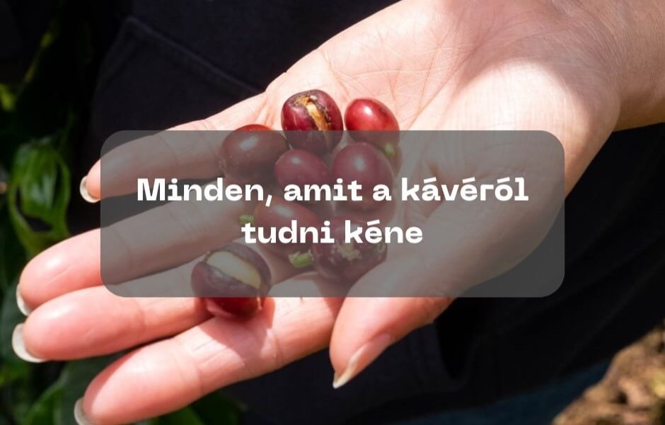 Minden, amit a kávéról tudni kéne